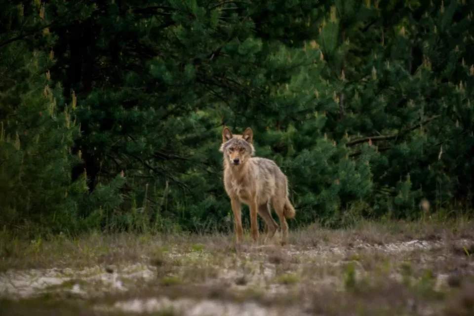 Vorschau Bild des Kurses Tierkraft: Folge deinem Ruf!