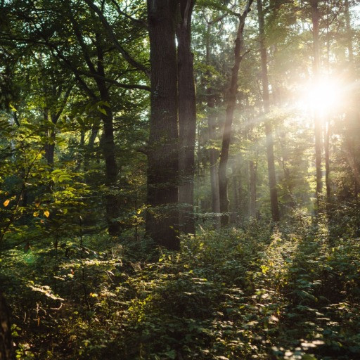 Vorschau Bild des Kurses Einjährige Wildnispädagogik - Schleswig-Holstein