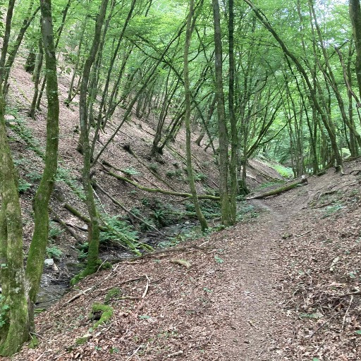 Vorschau Bild des Kurses Wald und Jin Shin Jyutsu