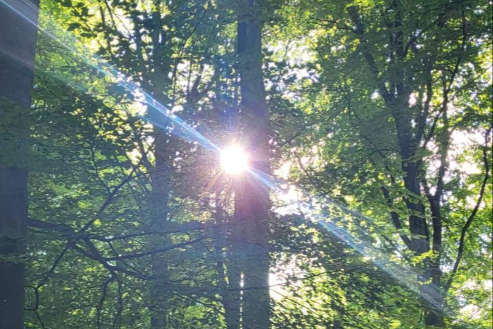 Vorschau Bild des Kurses Waldbaden - Sommersonne