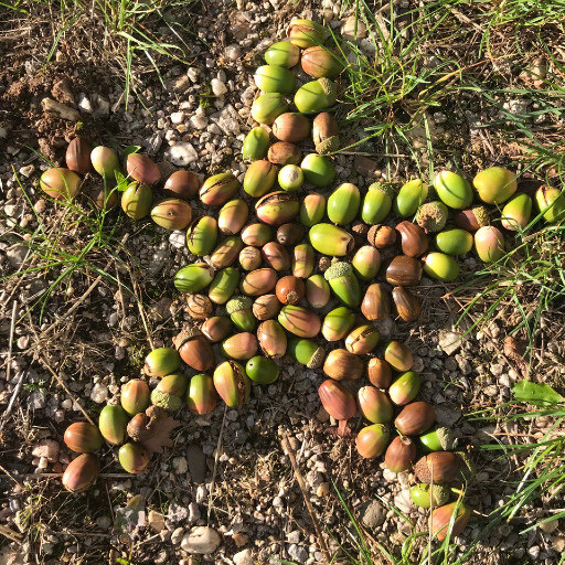 Preview image of class Wildpflanzenpädagogik - Bäume und Sträucher im Herbst