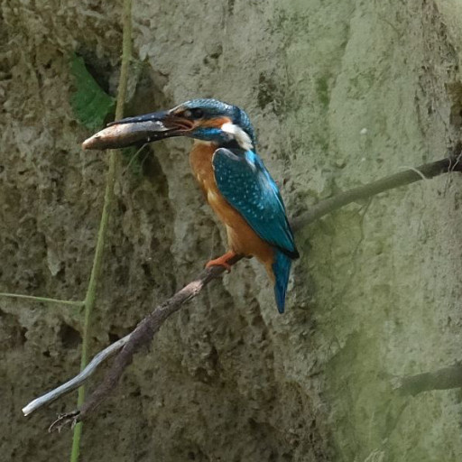 Vorschau Bild des Kurses Vogelsprache-Vogelfedern