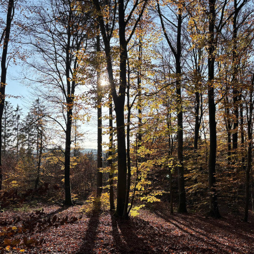 Preview image of class Waldführung - Herbstwald