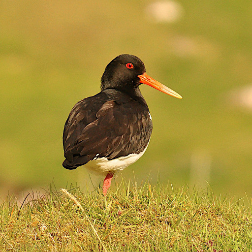 Vorschau Bild des Kurses Helgoland Special – Faszination Vogelzug