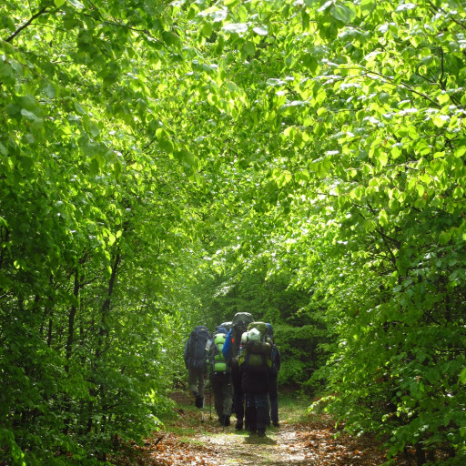Vorschau Bild des Kurses Wildniswandern im Reinhardswald