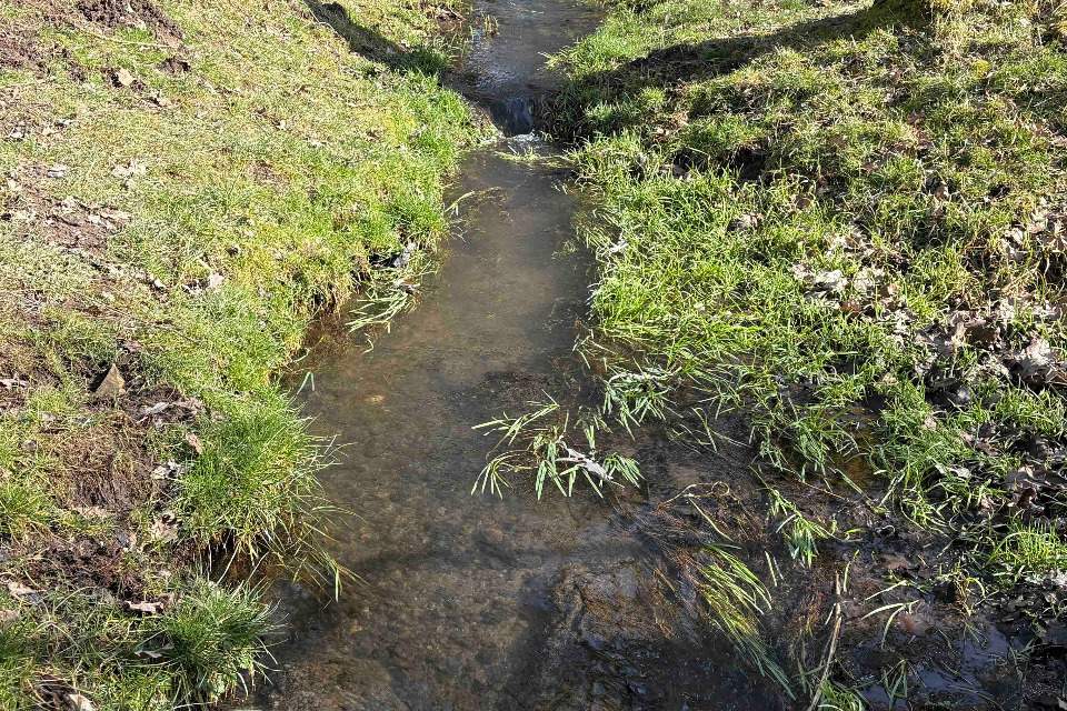 Vorschau Bild des Kurses Wald und Jin Shin Jyutsu