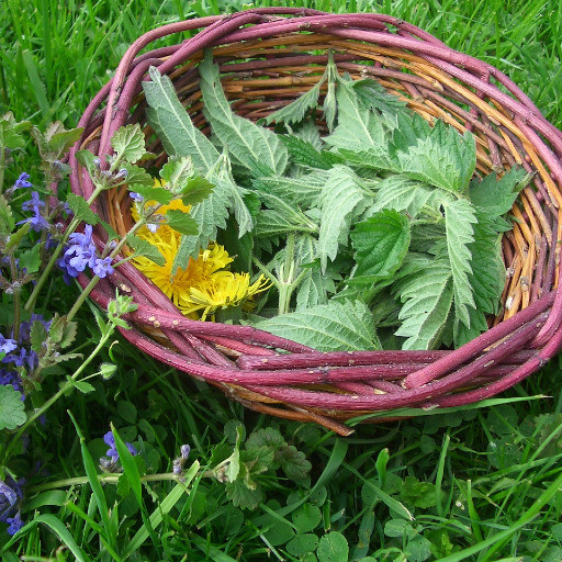 Preview image of class KräuterKreis - Mit Wildpflanzen durchs Jahr