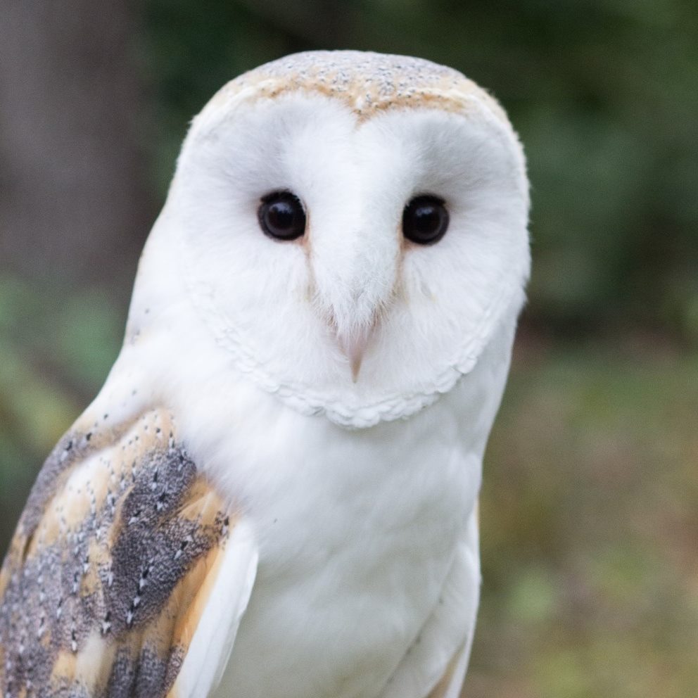 Classes from Glen Helen Outdoor Education Center