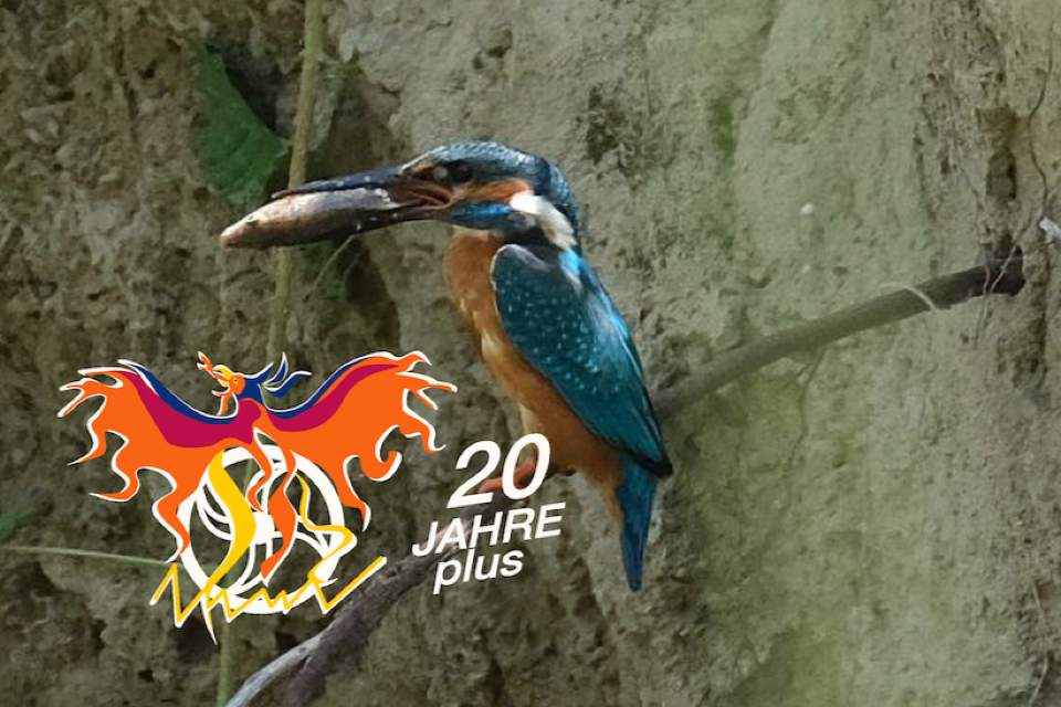 Vorschau Bild des Kurses Vogelsprache-Vogelfedern