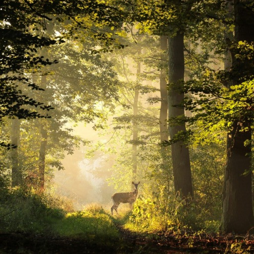 Vorschau Bild des Kurses Informationsabend Wildnispädagogik