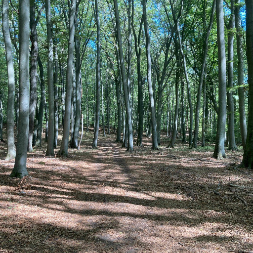 Vorschau Bild des Kurses Kombipaket: Waldbaden